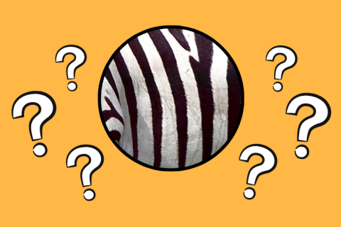 A close-up of patterned animal skin surrounded by question marks on a yellow background