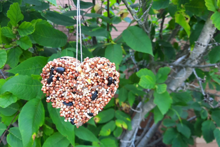 A cluster of bird seed shaped as a heart hanging on a branch.
